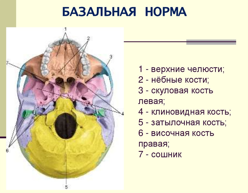 1 - верхние челюсти; 2 - нёбные кости; 3 - скуловая кость левая; 4 - клиновидная кость; 5 - затылочная кость; 6 - височная