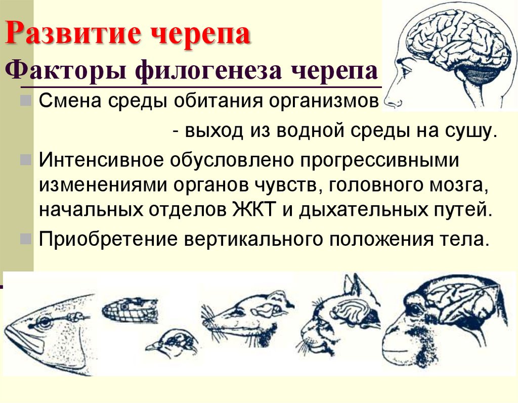 Развитие черепа Факторы филогенеза черепа