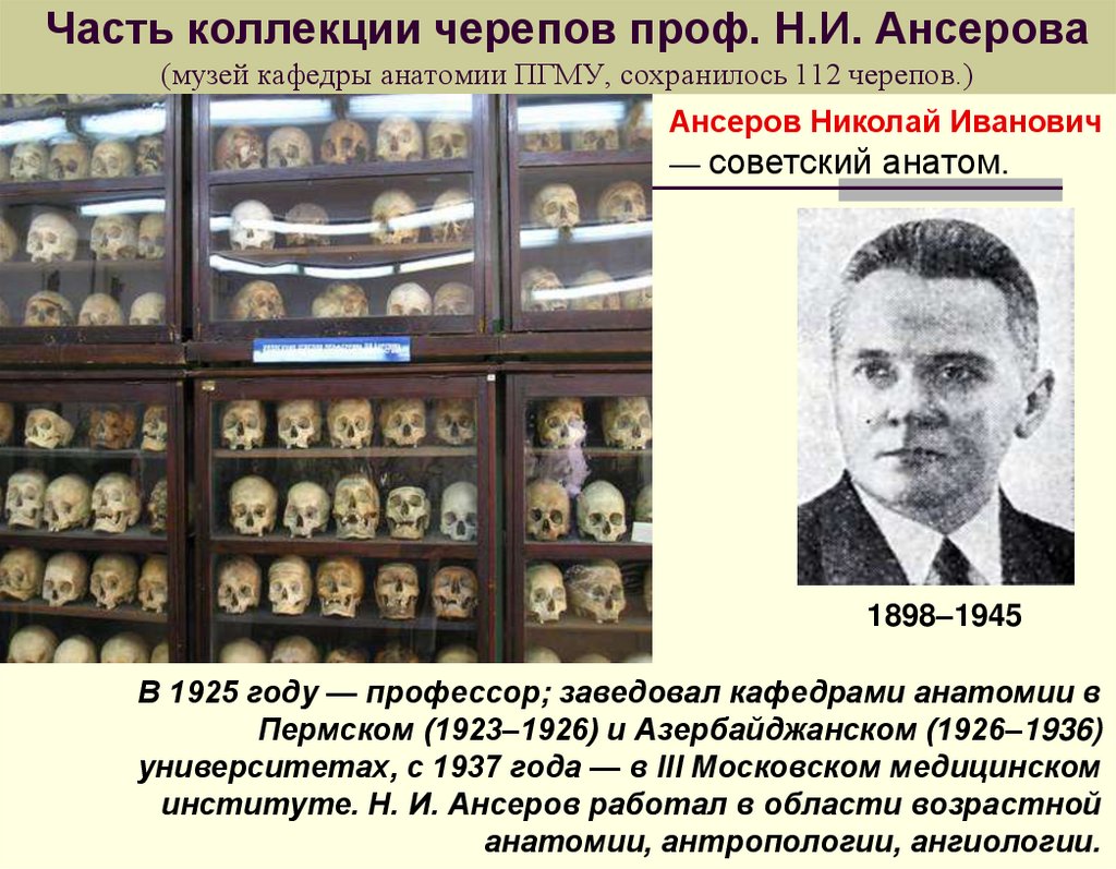 Часть коллекции черепов проф. Н.И. Ансерова (музей кафедры анатомии ПГМУ, сохранилось 112 черепов.)