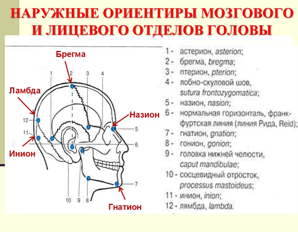 НАРУЖНЫЕ ОРИЕНТИРЫ МОЗГОВОГО И ЛИЦЕВОГО ОТДЕЛОВ ГОЛОВЫ