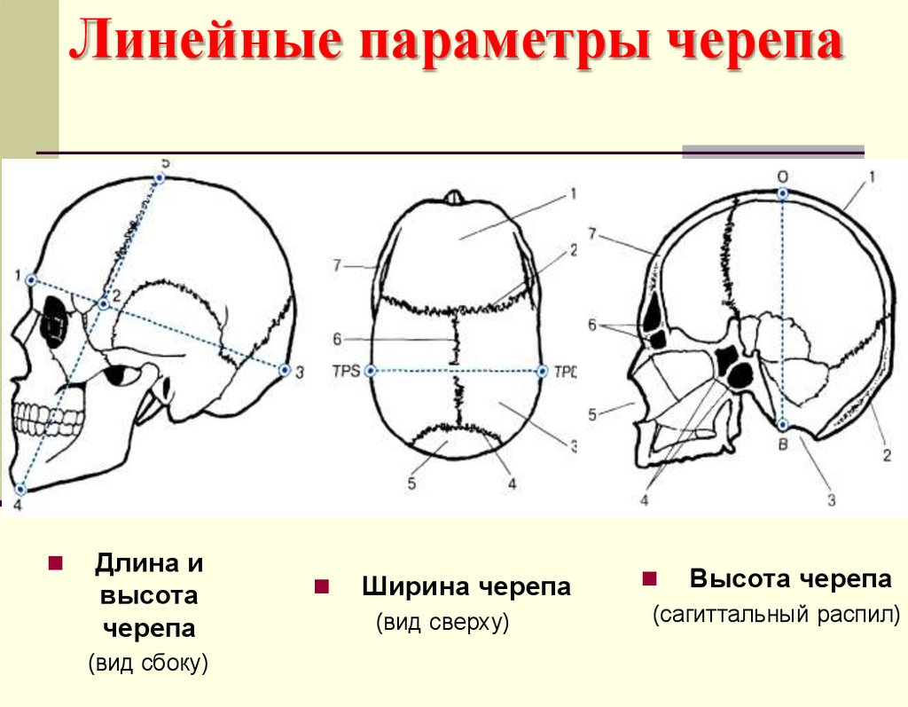 Линейные параметры черепа