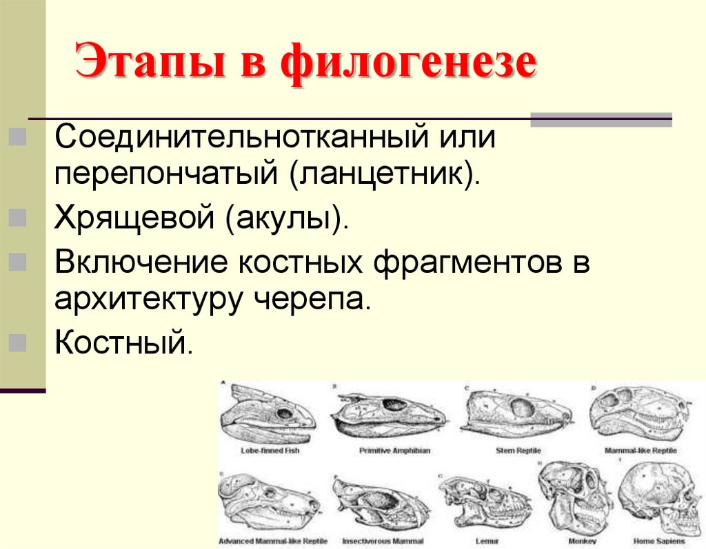 Этапы в филогенезе