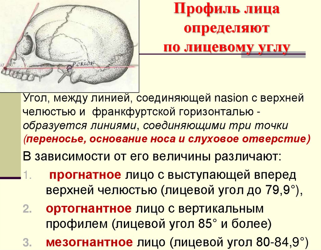 Профиль лица определяют по лицевому углу