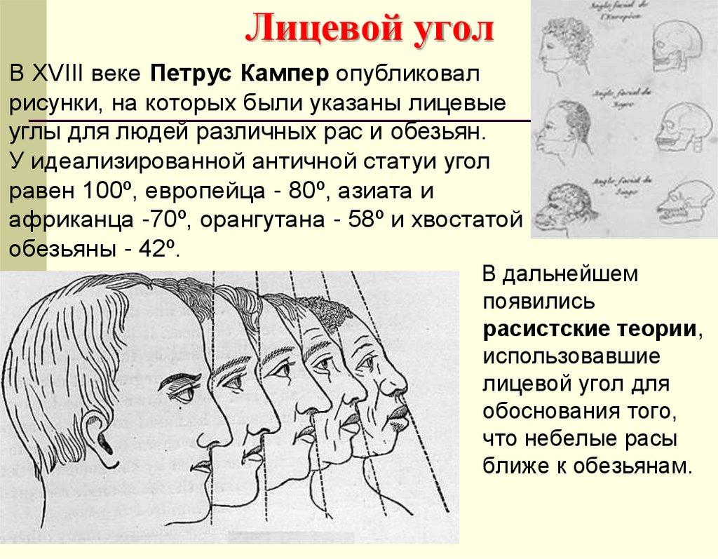 Лицевой угол