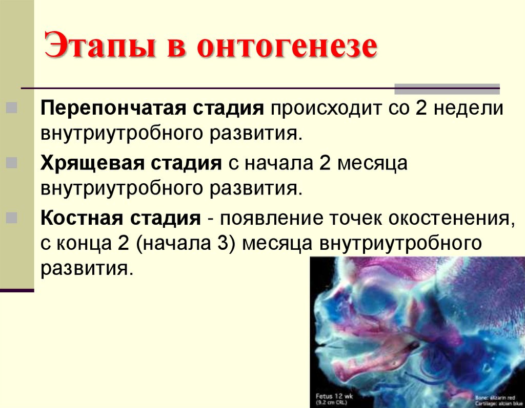 Этапы в онтогенезе