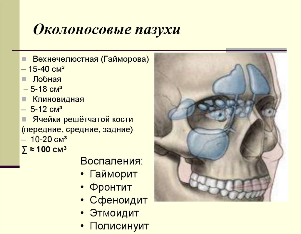 Околоносовые пазухи