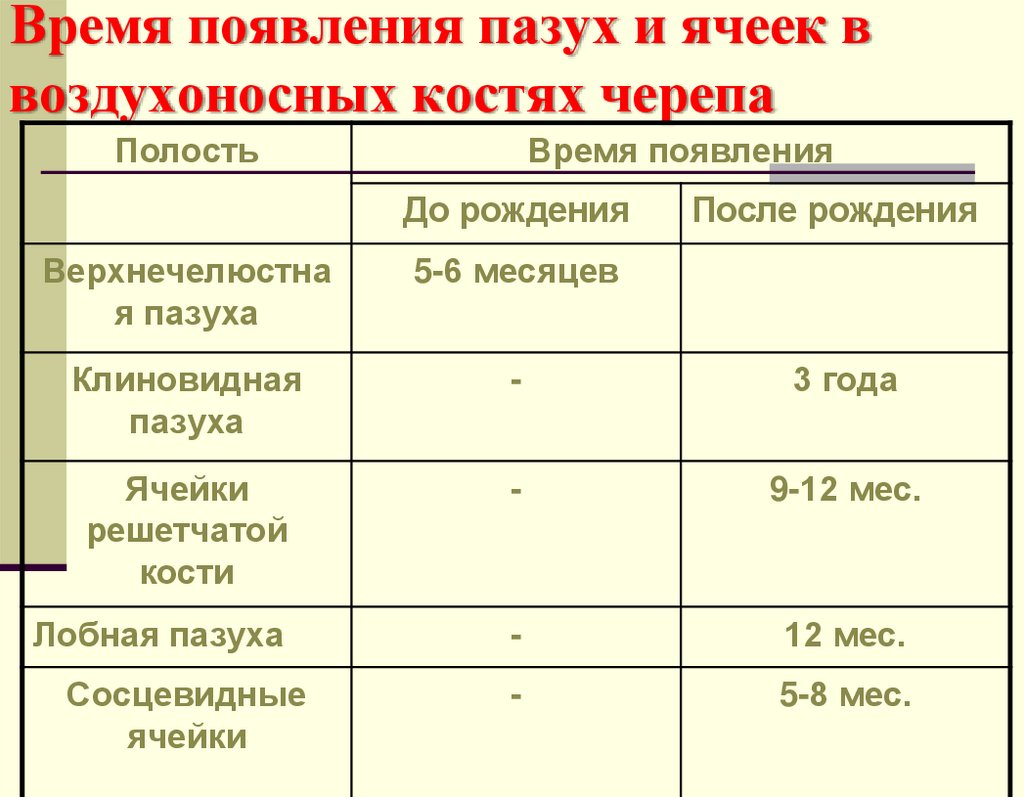 Время появления пазух и ячеек в воздухоносных костях черепа