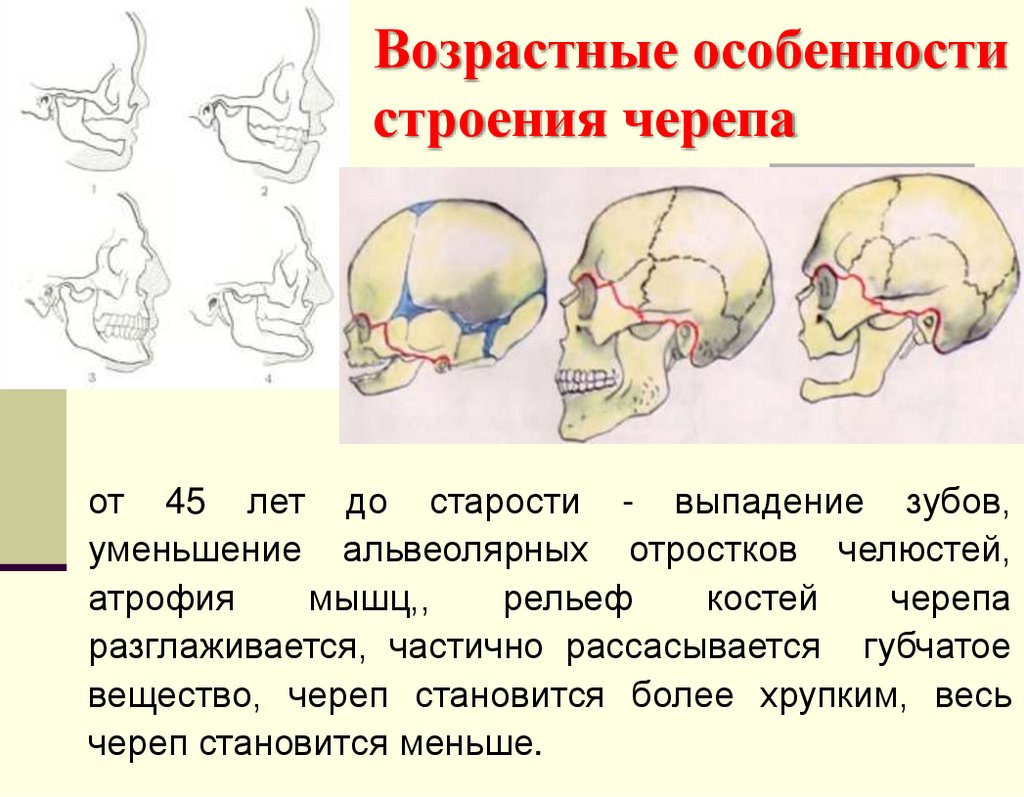 Возрастные особенности строения черепа
