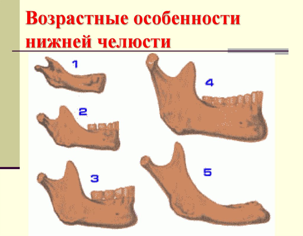 Возрастные особенности нижней челюсти