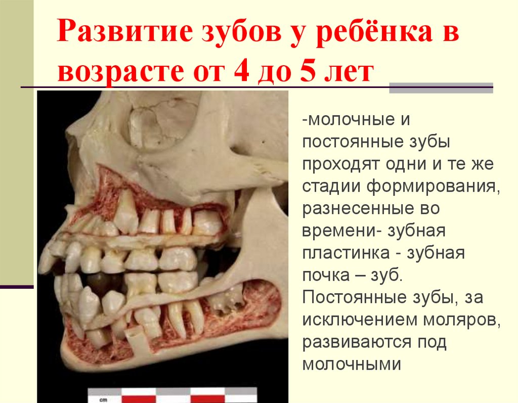 Развитие зубов у ребёнка в возрасте от 4 до 5 лет