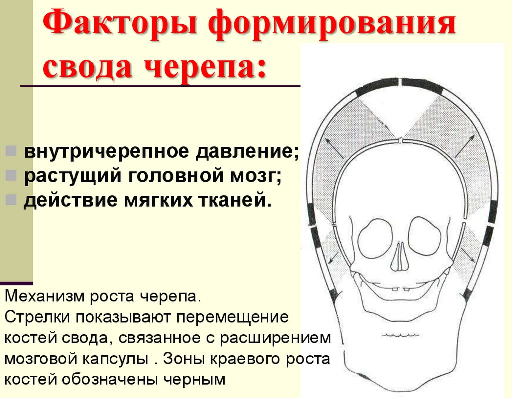 Факторы формирования свода черепа: