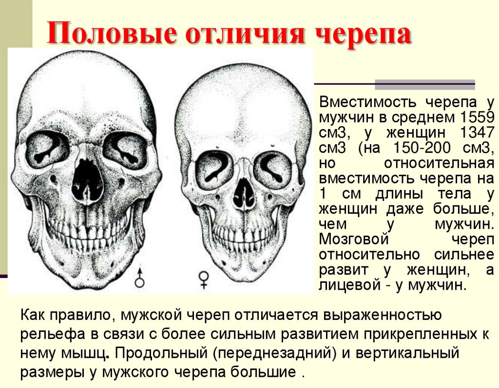 Половые отличия черепа