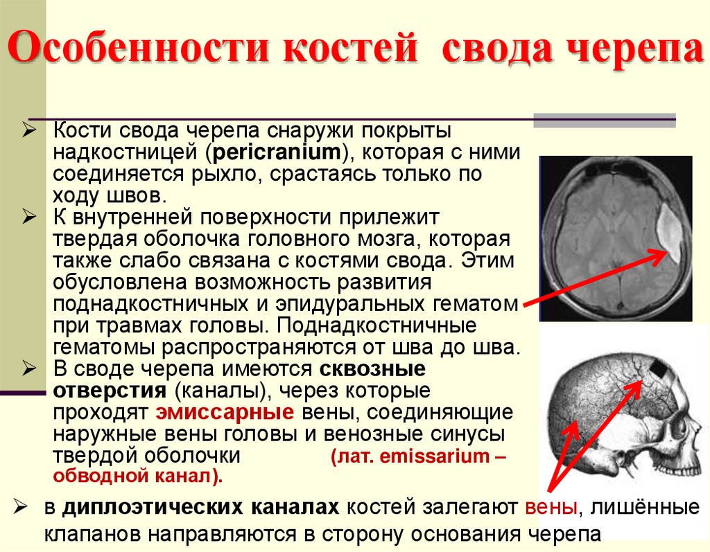 Особенности костей свода черепа