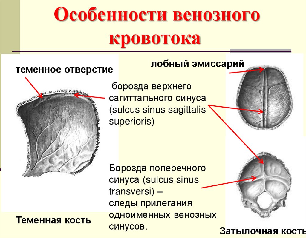 Особенности венозного кровотока