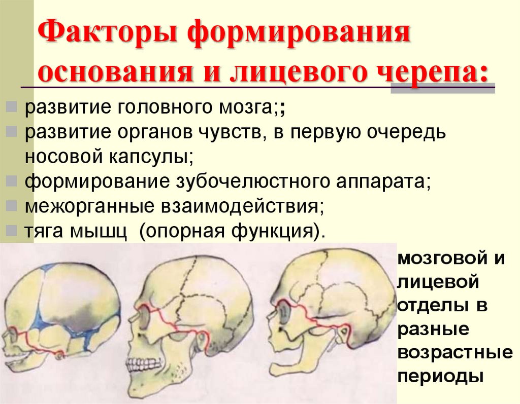 Факторы формирования основания и лицевого черепа: