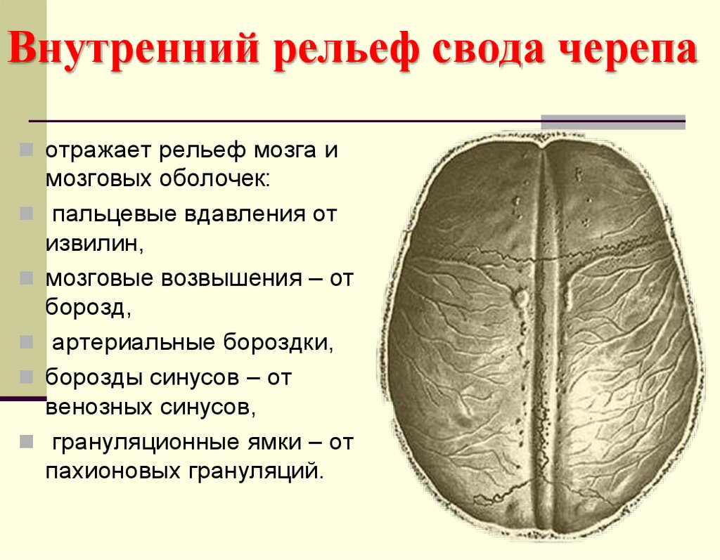 Внутренний рельеф свода черепа
