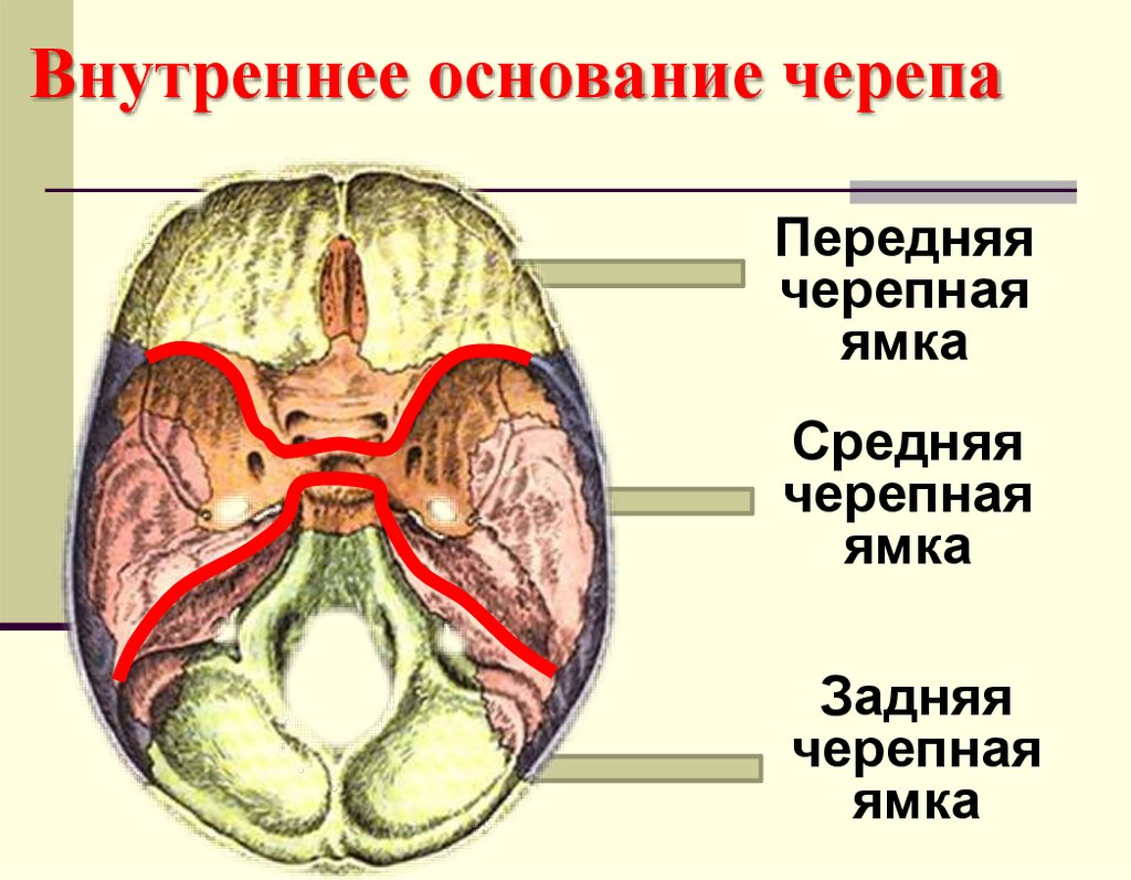 Внутреннее основание черепа