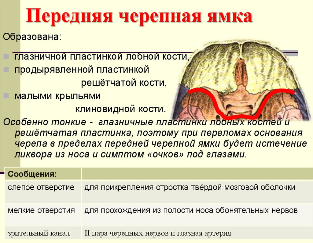 Передняя черепная ямка