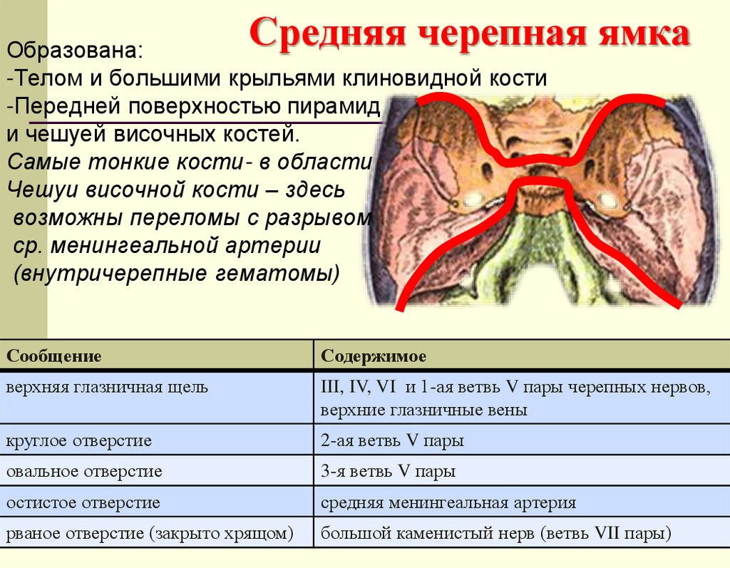 Средняя черепная ямка
