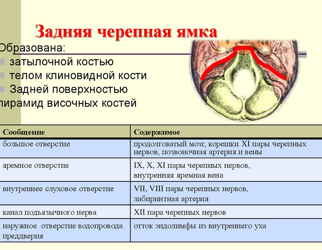 Задняя черепная ямка