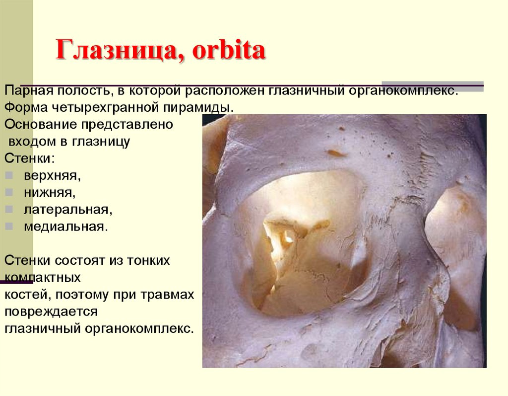 Глазница, orbita