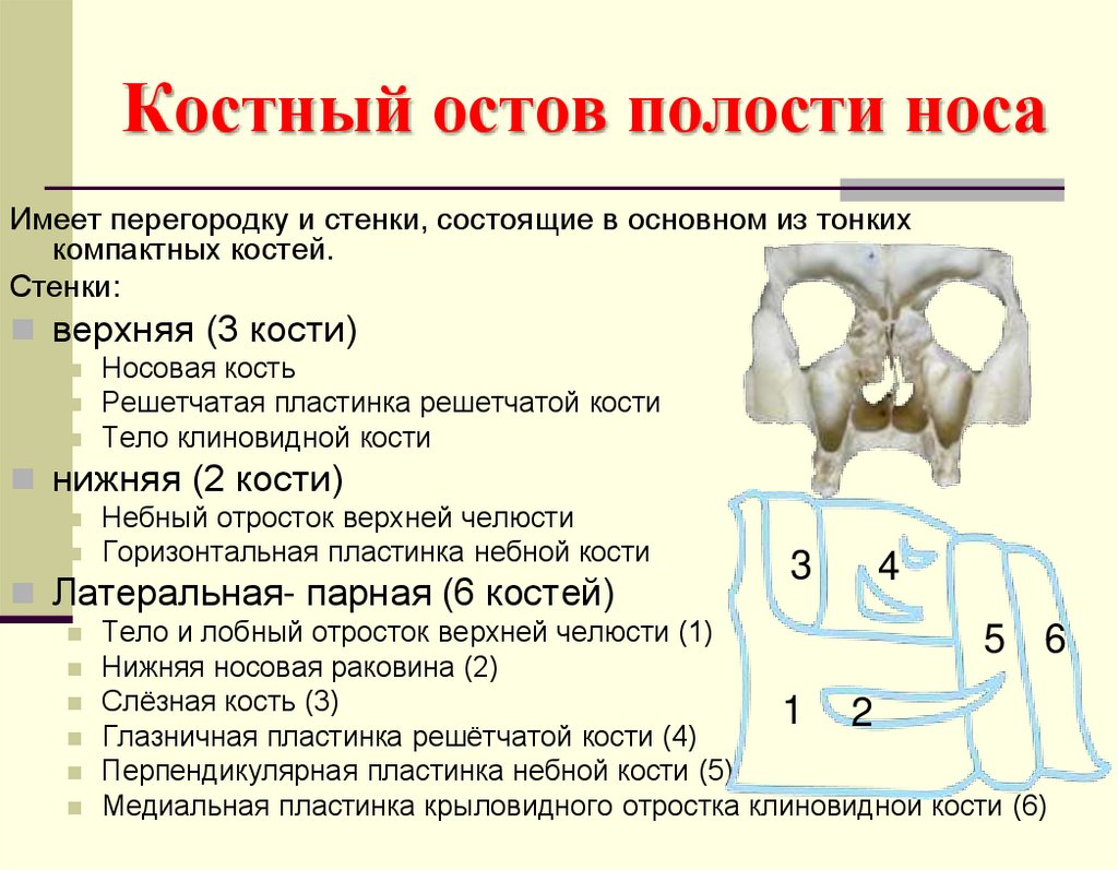 Костный остов полости носа