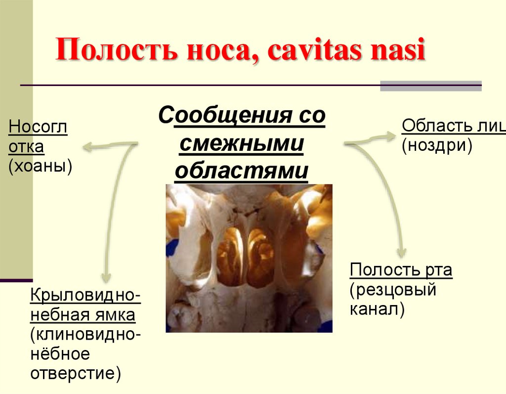 Полость носа, cavitas nasi