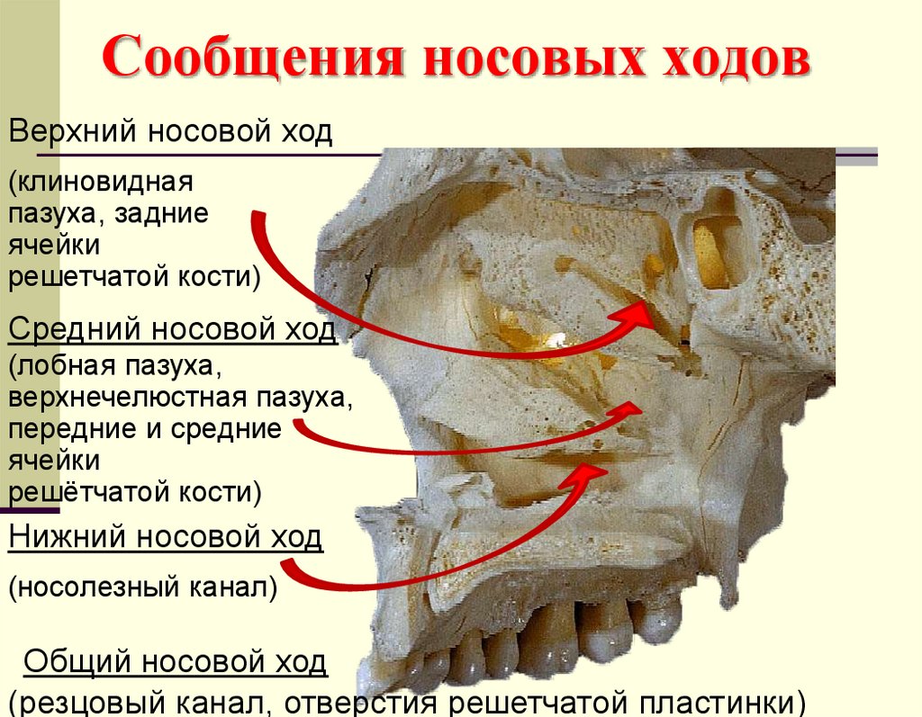 Сообщения носовых ходов