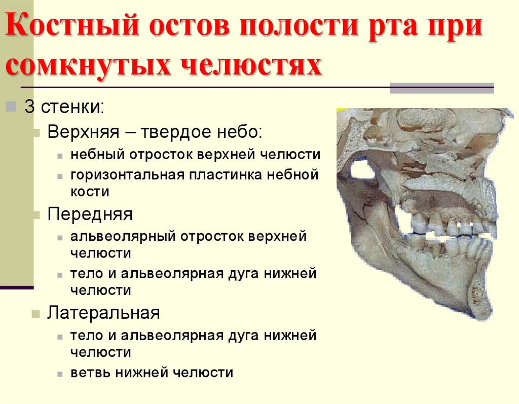 Костный остов полости рта при сомкнутых челюстях