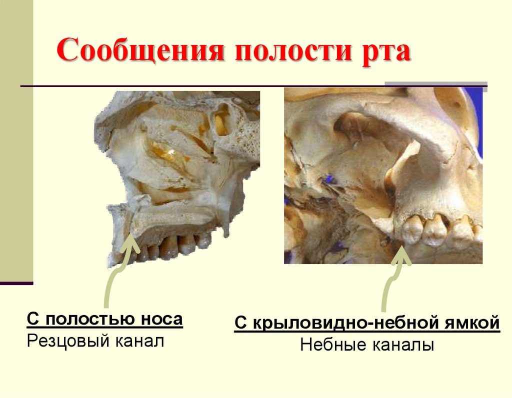 Сообщения полости рта