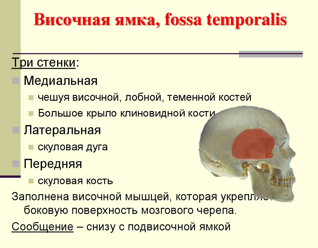 Височная ямка, fossa temporalis