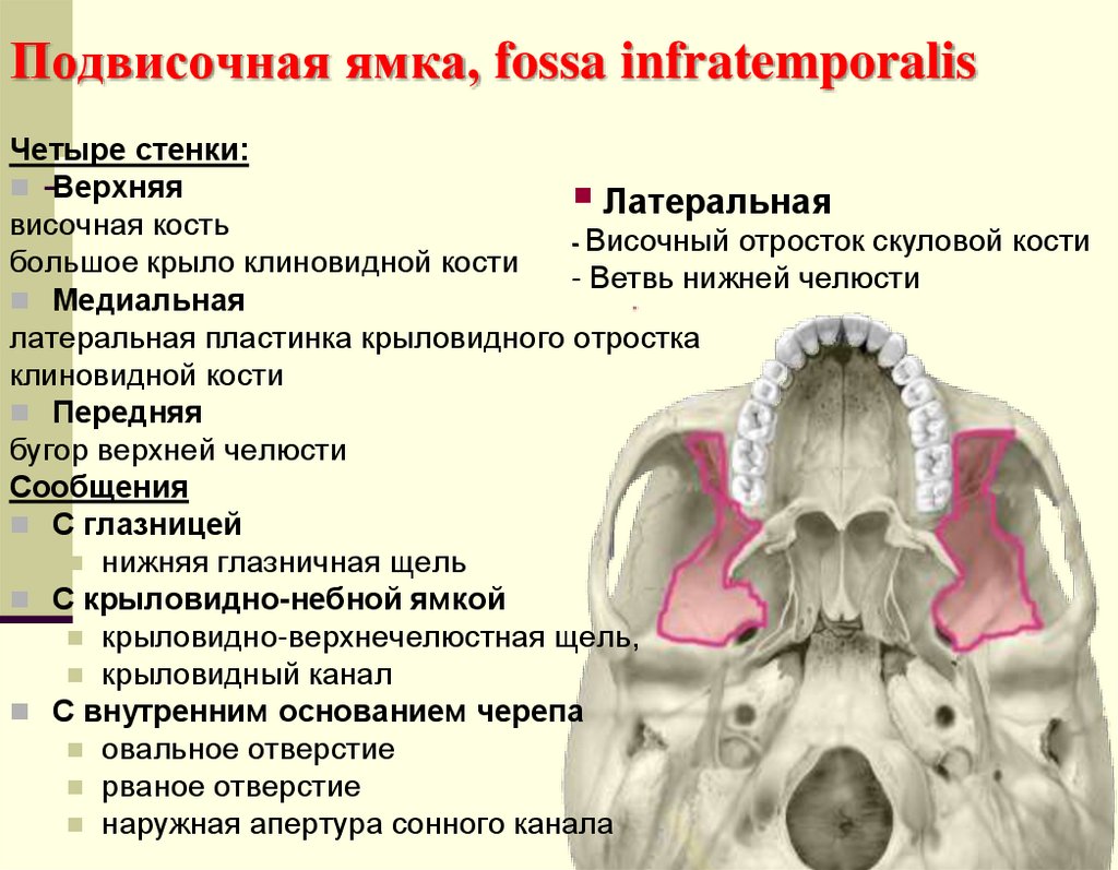 Подвисочная ямка, fossa infratemporalis