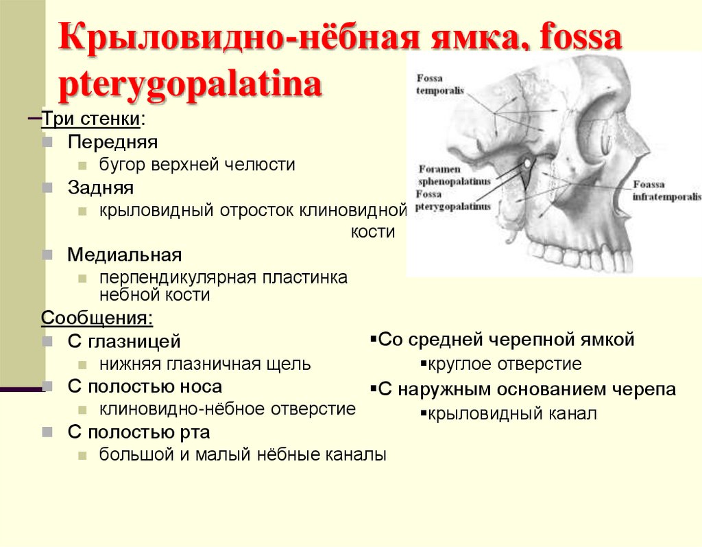 Крыловидно-нёбная ямка, fossa pterygopalatina