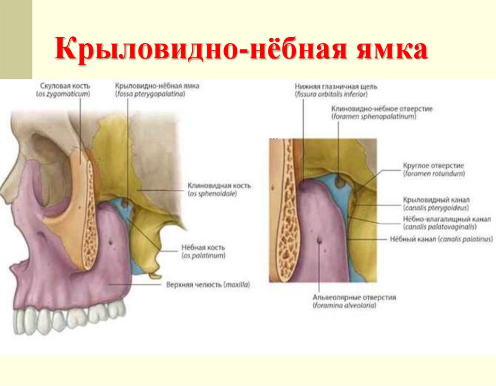 Крыловидно-нёбная ямка