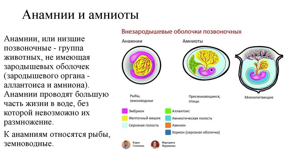 Анамнии и амниоты