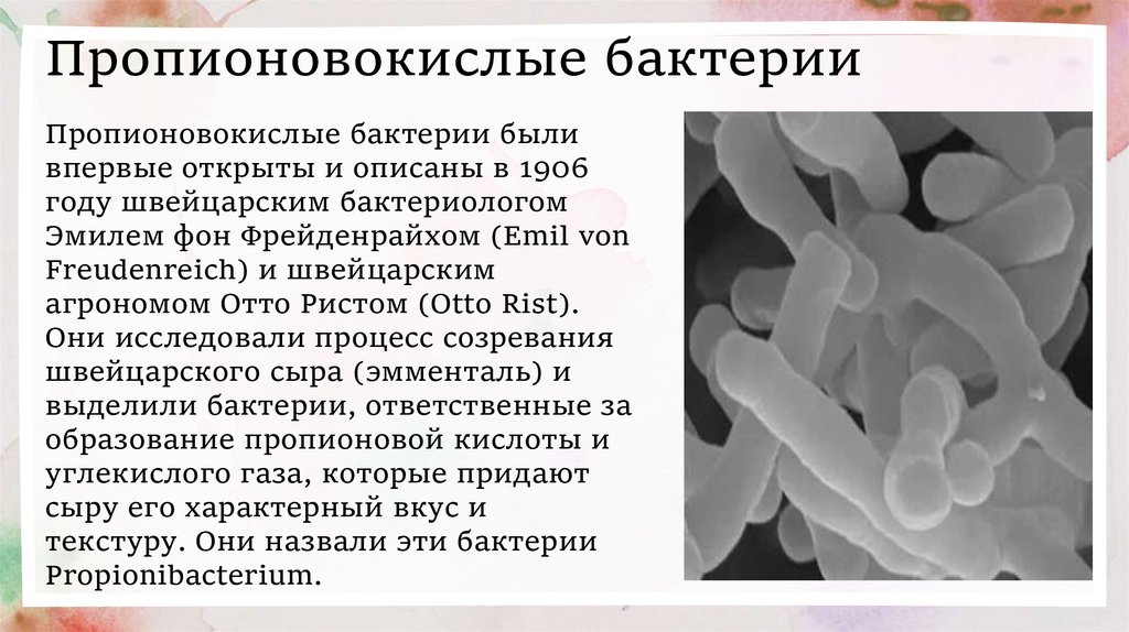 Пропионовокислые бактерии