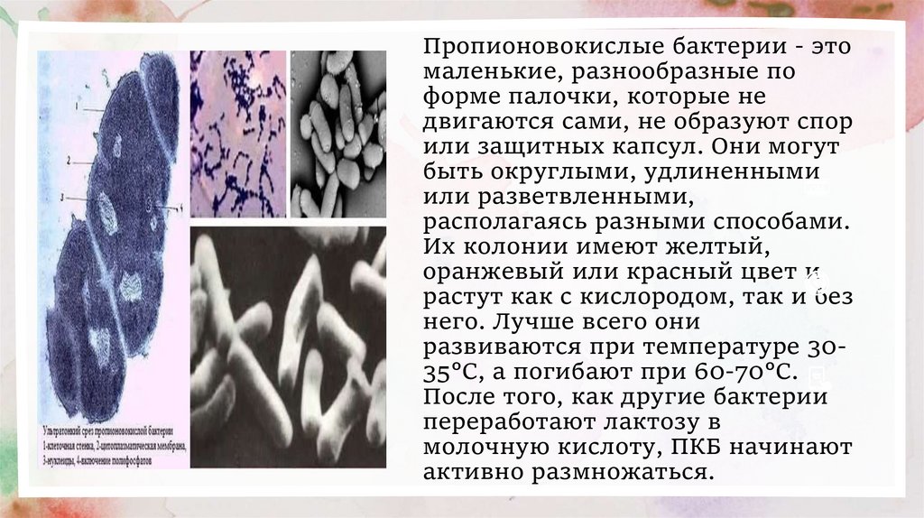 Пропионовокислые бактерии - это маленькие, разнообразные по форме палочки, которые не двигаются сами, не образуют спор или