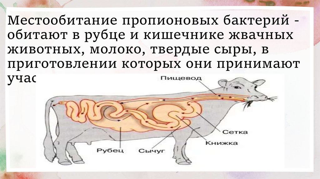 Местообитание пропионовых бактерий - обитают в рубце и кишечнике жвачных животных, молоко, твердые сыры, в приготовлении