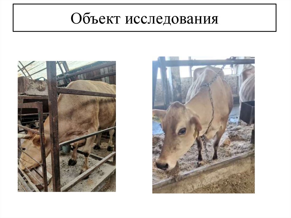 Объект исследования