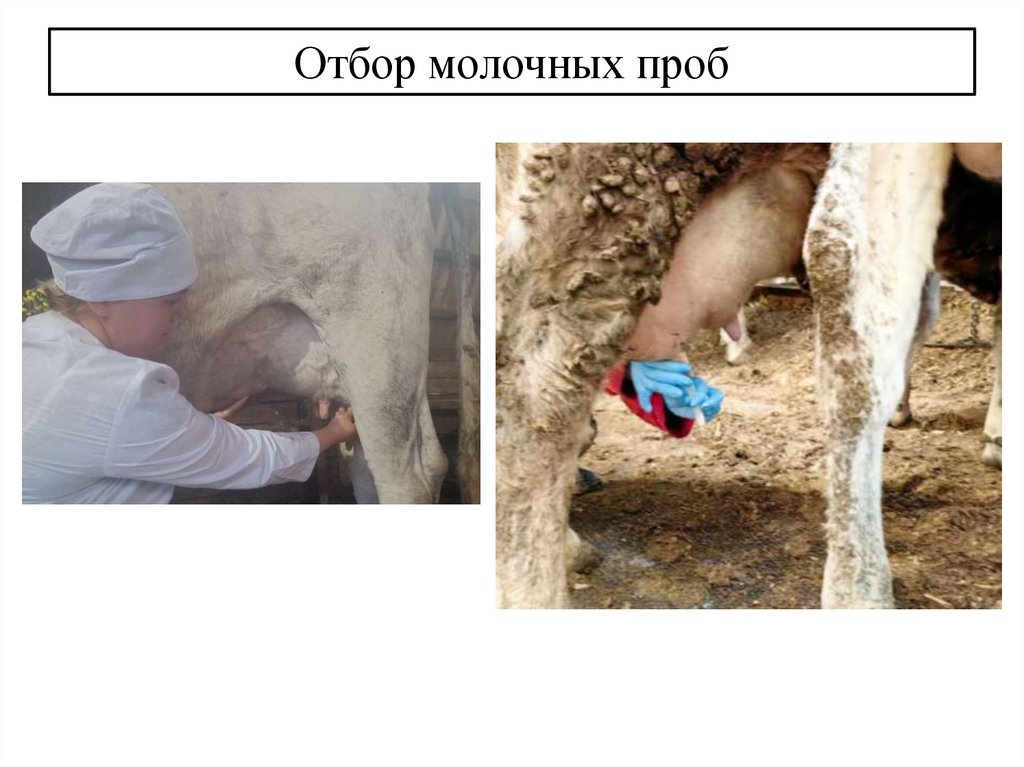 Отбор молочных проб