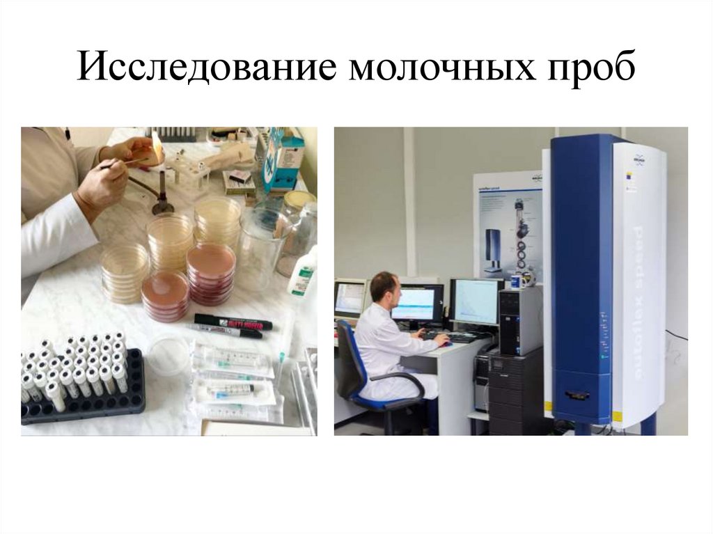 Исследование молочных проб