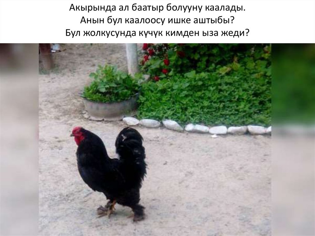 Акырында ал баатыр болууну каалады. Анын бул каалоосу ишке аштыбы? Бул жолкусунда күчүк кимден ыза жеди?