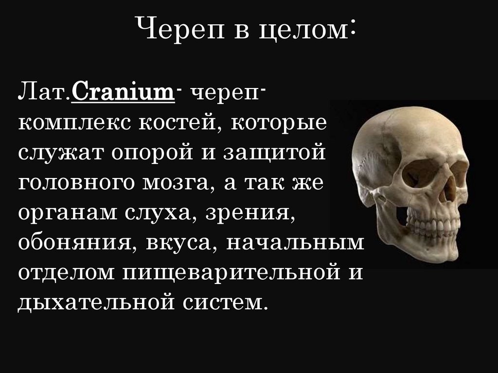 Череп в целом: