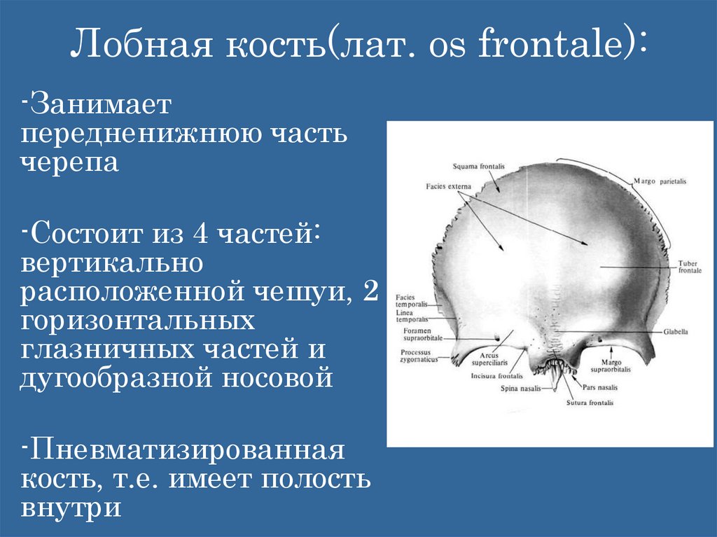Лобная кость(лат. os frontale):