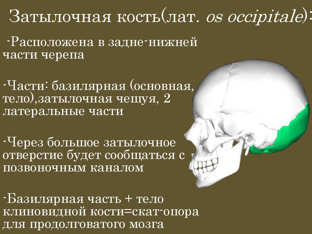 Затылочная кость(лат. os occipitale):