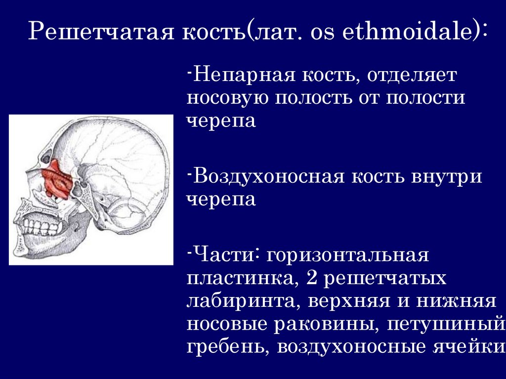 Решетчатая кость(лат. os ethmoidale):