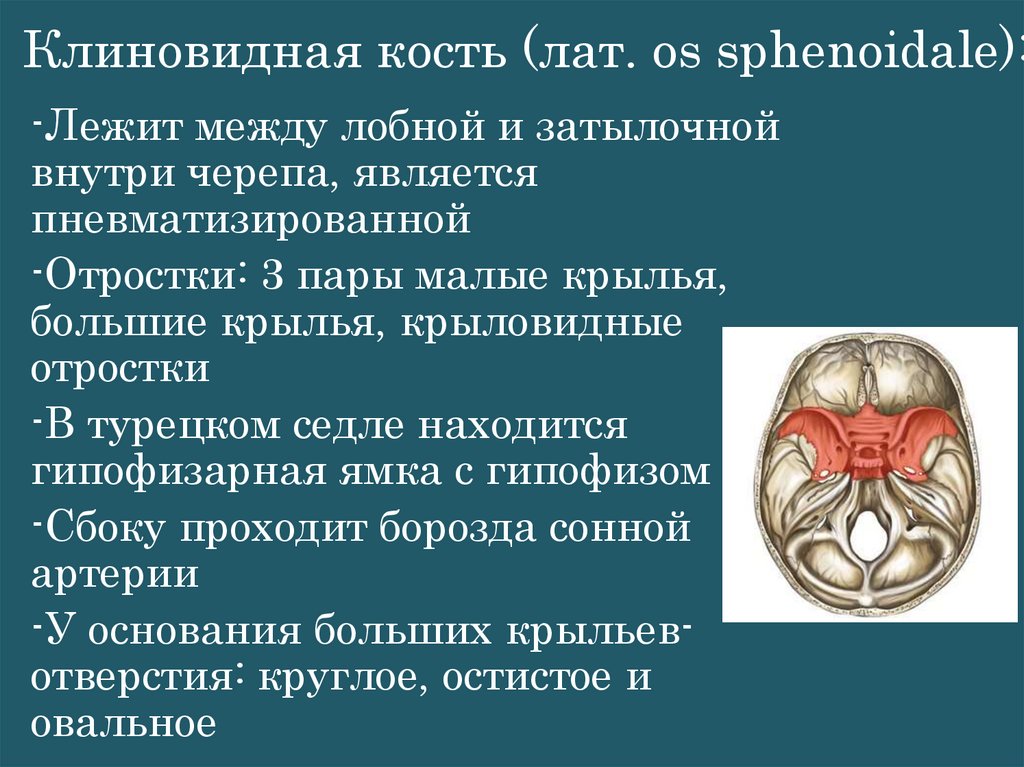 Клиновидная кость (лат. os sphenoidale):