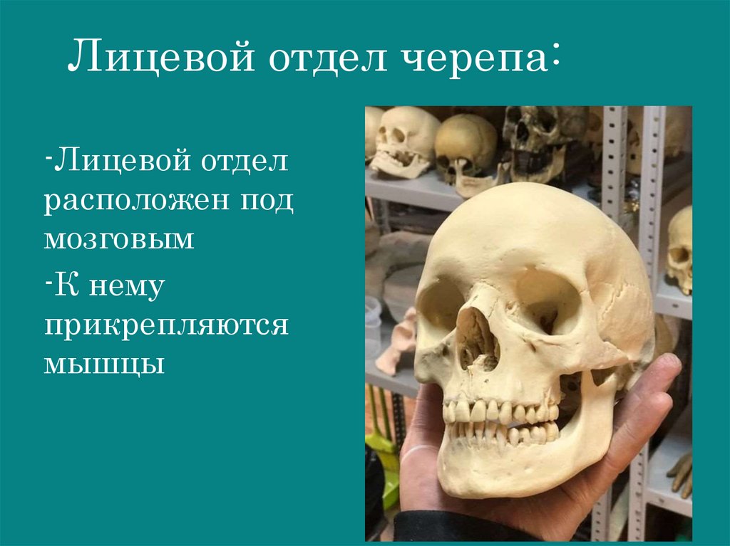 Лицевой отдел черепа: