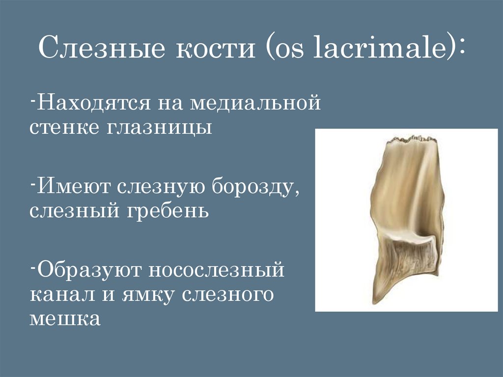 Слезные кости (os lacrimale):