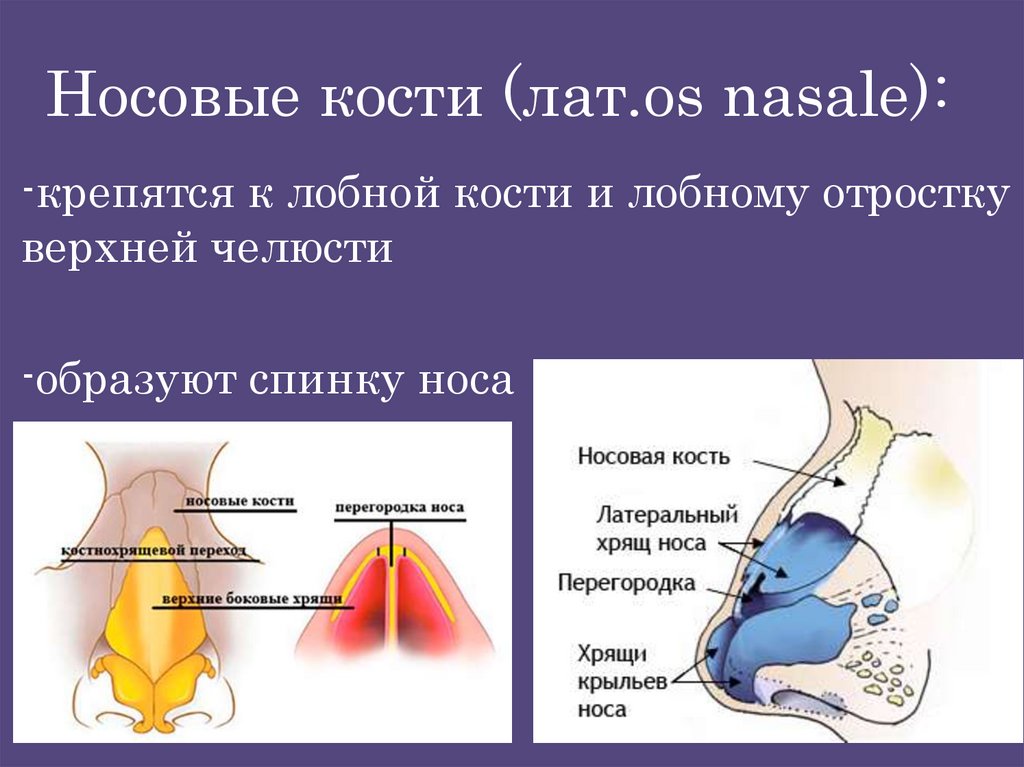 Носовые кости (лат.os nasale):